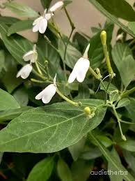 Rhinacanthus nasutus fullplant2.jpg